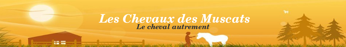  Les Chevaux des Muscats